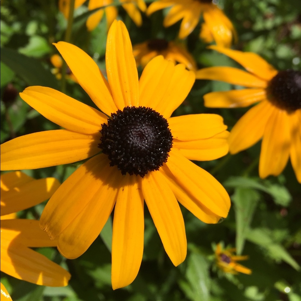 Meet your Posher, Nicole